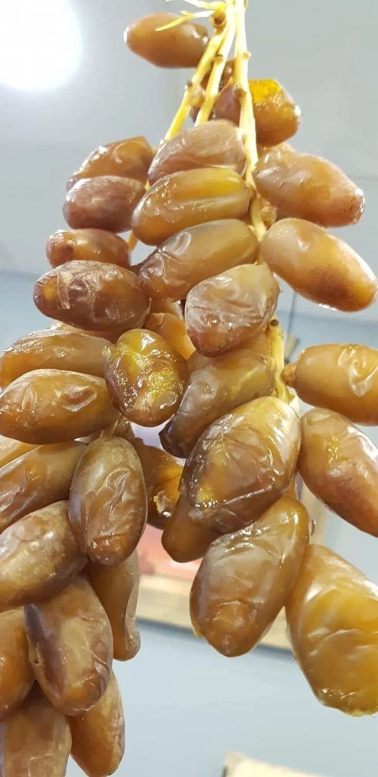 دقلة نور فاخرة