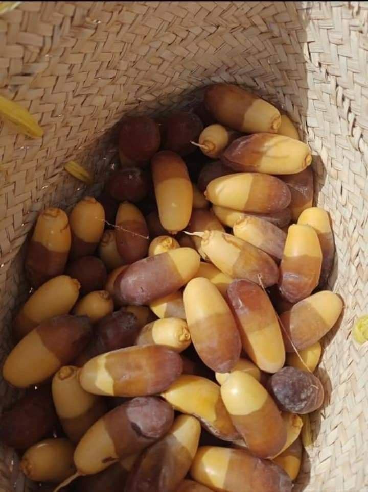منقر