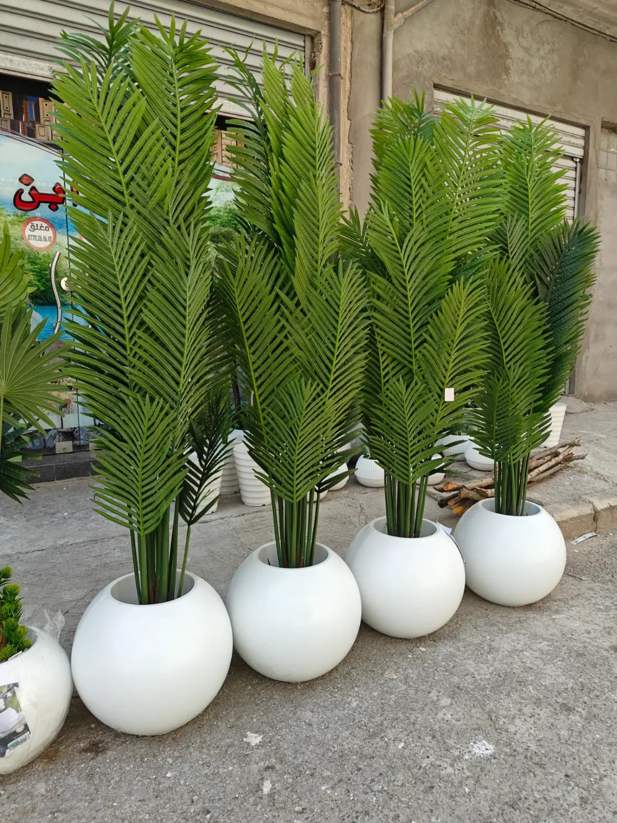 نخلة 02